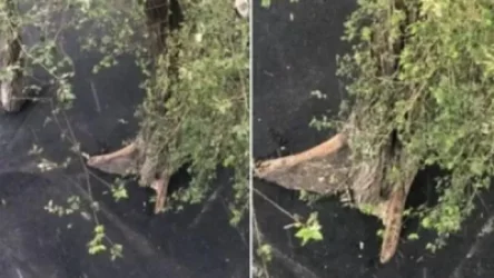 Խոստացել հողի շերտը վերականգնել ու նույնիսկ սրսկել ծառը. օգտատերը գրառում է կատարել