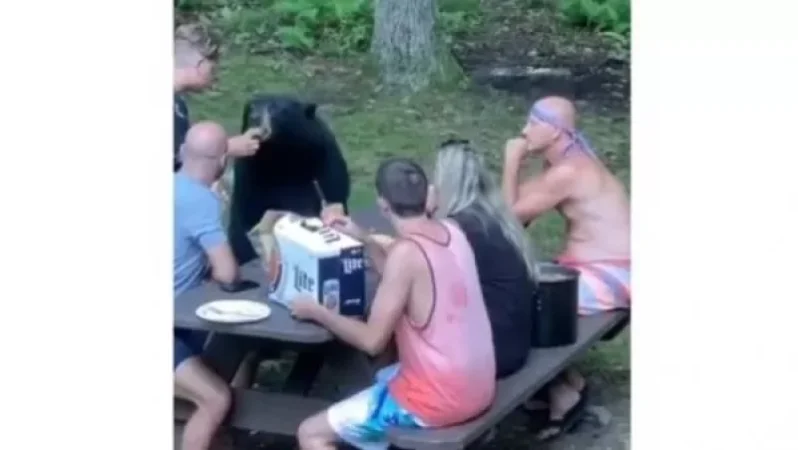 Bear Emerges from Forest in the U.S. and Joins People at the Table