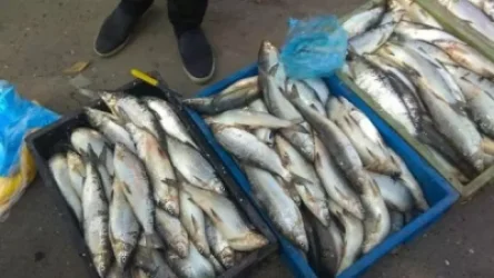 Առանց համապատասխան պայմանագրի՝ Սևանա լճից ապօրինի ճանապարհով որսված ձուկն առգրավվելու է