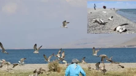 Վանա լճում ճայերի զանգվածային անկումը խուճապ է առաջացրել բնակիչների շրջանում