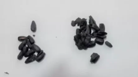 «Արթիկ» ՔԿՀ-ում պահվող դատապարտյալի հանձնուքում կասկածելի զանգված է հայտնաբերվել