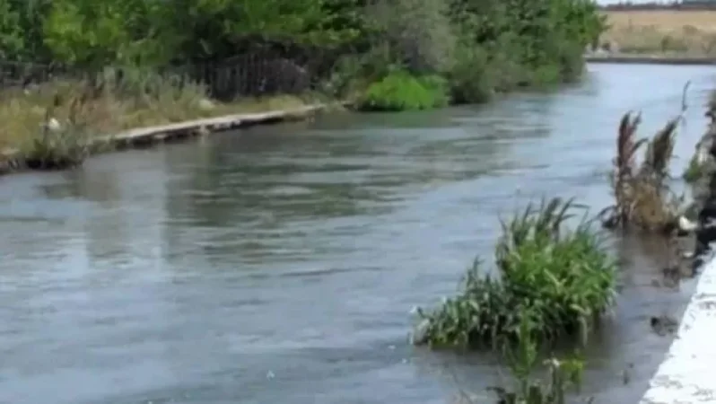 Եղվարդում խոշոր եղջերավոր կենդանի է ընկել «Արզնի-Շամիրամ» ջրանցքը