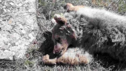 Նախկին պատգամավորը ահազանգում է. «Կարմիր գրքում» գրանցված գորշ արջի ձագ է սպանվել