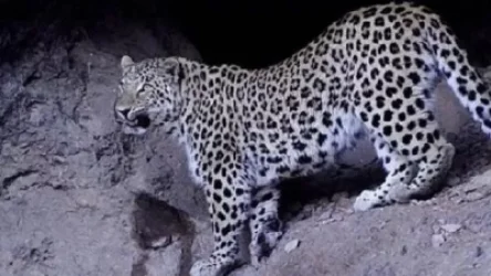 ՏԵՍԱՆՅՈՒԹ. Թակարդ տեսախցիկները շարունակում են ֆիքսել կովկասյան հովազի շարժը