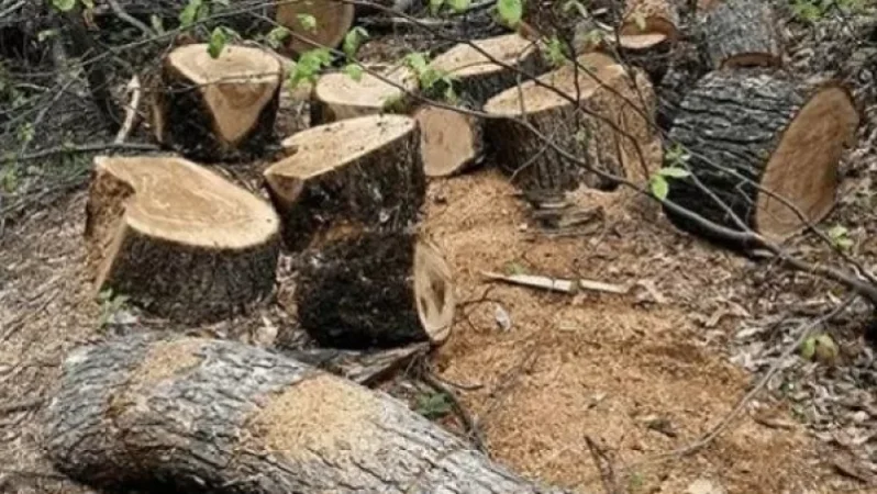 Լոռու մարզում ապօրինի ծառահատման դեպքի առթիվ հարուցված քրեական գործն ուղարկվել է դատարան