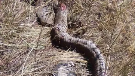 Նոր Արթիկում գամփռները կյանքի գնով պաշտպանել են տիրոջը՝ հովվին, սակայն օձի խայթոցից նրանց կյանքը փրկել չի հաջողվել