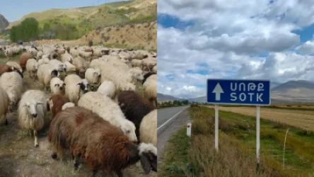 Հայաստանի սահմանը հատած ոչխարներին վերադարձրել են Ադրբեջանին