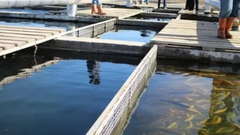 Արարատյան դաշտի որոշ ձկնաբուծարաններ այլևս չեն գործի. Ժամանակ