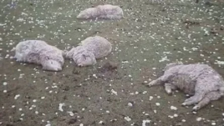 Գյումրի-Արմավիր ավտոճանապարհին մեքենան մխրճվել է հոտի մեջ․ 28 ոչխար է սատկել