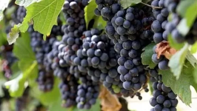 ՇՎՏՄ-ն ստուգումներ է սկսել գյուղատնտեսական արտադրանք մթերող տնտեսվարողների շրջանում