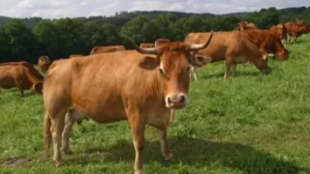 Արավուսից թշնամուն անցած 42 խոշոր եղջերավոր անասուններից 37-ը վերադարձվել են