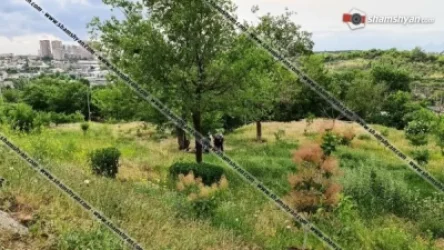 Մանրամասներ` Թաթուլ Կրպեյանի այգում հայտնաբերված դիակի վերաբերյալ