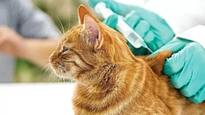 Ռուսաստանում սկսել են կորոնավիրուսի դեմ պատվաստել նաև կենդանիներին