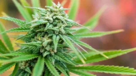 Առաջին ընթերցմամբ ընդունվեց արտադրական կանեփի արտադրությունը, վաճառքը թույլատրող նախագիծը