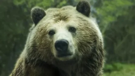 Սիբիրում արջը հարձակվել է զբոսաշրջիկների վրա և սպանել դեռահասի