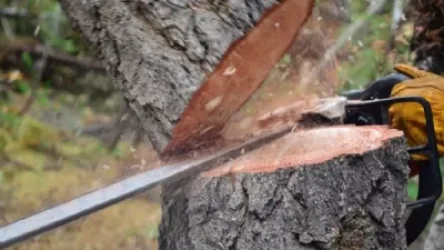 Բացահայտվել են ապօրինի անտառահատումների բազմաթիվ դեպքեր Արփի լիճ ազգային պարկում