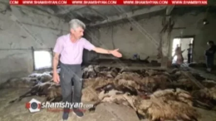 Աժդահակ լեռան տարածքում կայծակի հետևանքով 130-ից ավելի մայր գառներ ու նրանց ձագերը սատկել են