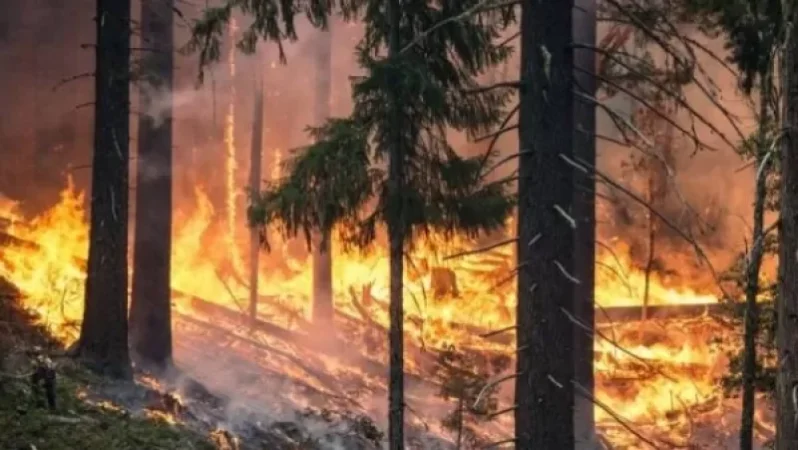 Խոշոր հրդեհ` Ֆիզուլիի ականապատ անտառում