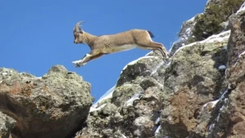 Բեզոարյան այծ է որսացել անտառապահներից մեկը. տնօրենը և անտառապահը բերման են ենթարկվել