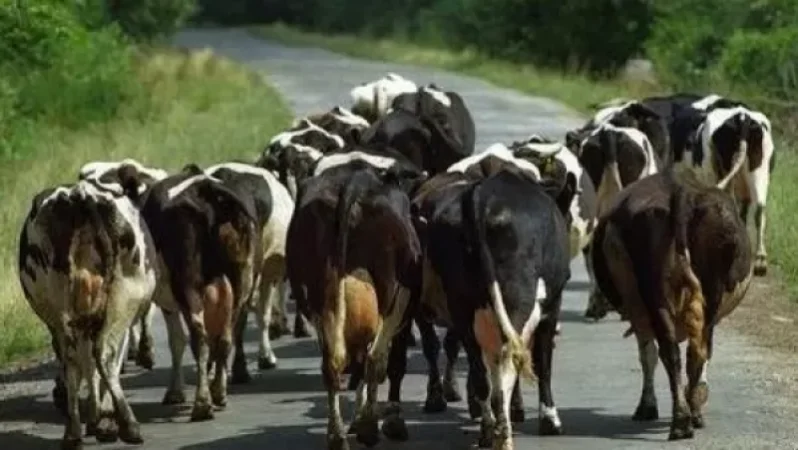 81 գլուխ անասուն ունենք, որոնք անցել են սահմանից այն կողմ․ Գեղարքունիքի մարզպետ