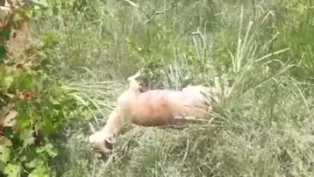 ՏԵՍԱՆՅՈՒԹ․ Բեզոարյան այծի որսի դեպք է բացահայտվել. ձերբակալվել է «Հայանտառ»-ի մասնաճյուղի տնօրենը