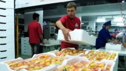 Հայաստանից թարմ պտուղ-բանջարեղենի արտահանումն աճել է 2 անգամ. արտահանվող հայկական ծիրանի գինը չի նվազում