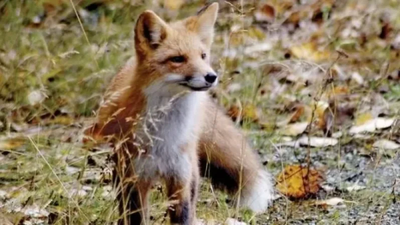 Սրճարանի աշխատակիցը աղվեսին բռնել, պահել էր վանդակում․ կենդանին վերադարձվեց մայր բնություն