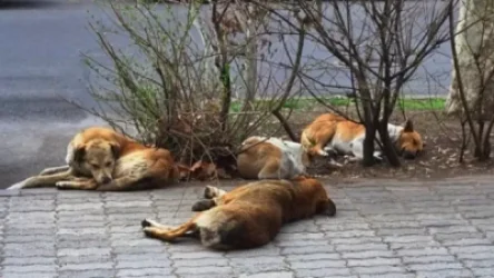 Շների վրա կրակոցներ արձակած երիտասարդը ներկայացել է ոստիկանություն՝ ներկայացնելով ինքնաձիգը