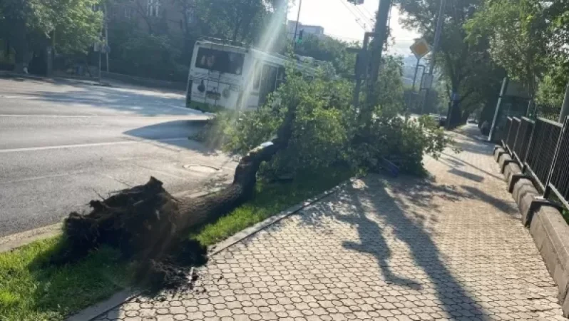 PHOTOS: Tree Topples at Baghramyan - Demirchyan Intersection