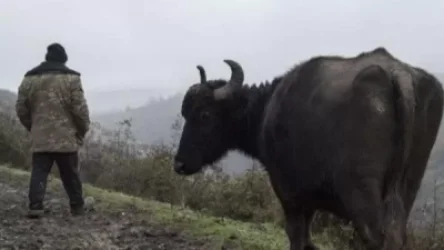 Գնացածը կորած է. Մարտակերտում կովերն անցել են սահմանը և հայտնվել ադրբեջանական կողմում