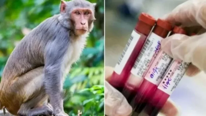 Առաջին մահվան դեպքը Չինաստանում` այս անգամ կապիկի վիրուսից