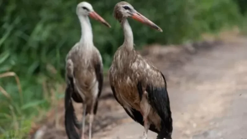 Ո՞րն է արագիլների աղտոտման պատճառը. Շրջակա միջավայրի նախարարությունը պարզաբանում  է