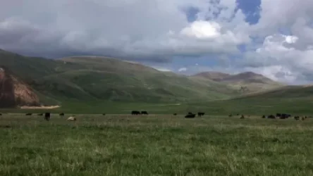 Խոտ չկա. Վերին Շորժայում թշնամու քթի տակ անասունների համար ձմռան պաշար են հավաքում