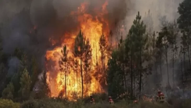 Անտառային հրդեհները նպաստում են կորոնավիրուսի տարածմանը․ Medportal