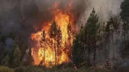 Անտառային հրդեհները նպաստում են կորոնավիրուսի տարածմանը․ Medportal