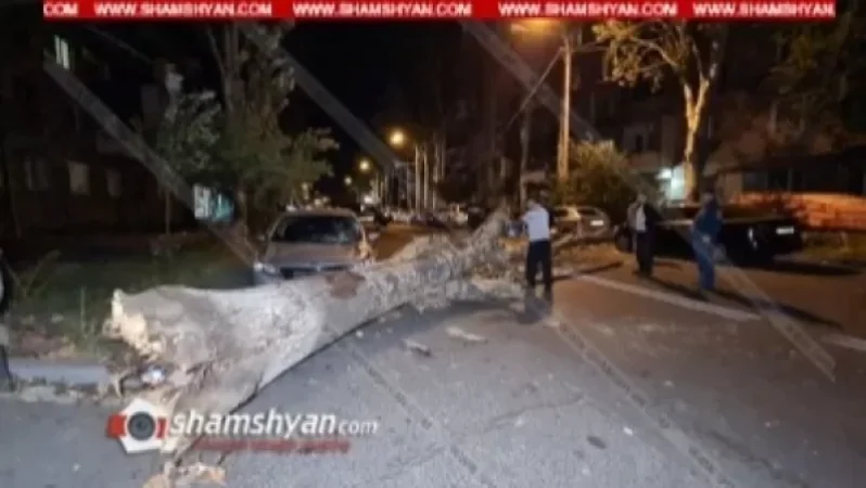 Արաբկիրում արմատից փտած հսկայական բարդին տապալվել է, վնասելով մի քանի ավտոմեքենա
