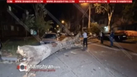 Արաբկիրում արմատից փտած հսկայական բարդին տապալվել է, վնասելով մի քանի ավտոմեքենա