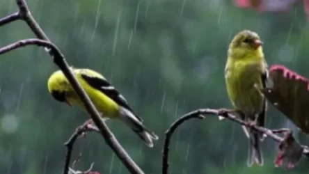 Ինչ եղանակ է սպասվում առաջիկա օրերին