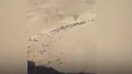 ՏԵՍԱՆՅՈՒԹ․ Իրանի սահմանով Թուրքիա անցնող աֆղանստանցի փախստականների թիվն աճում է