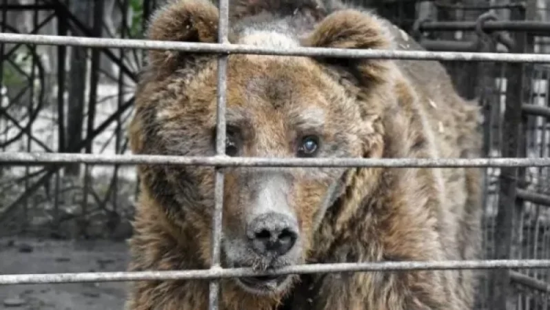 Ամենատխուր արջը. բրիտանական լրատվամիջոցն անդրադարձել է 30 տարի վանդակում պահվող կույր արջին