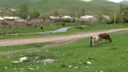 Թշնամին Սերսում վարկով գնված 80 անասուն է գողացել Արցախից տեղահանվածներից