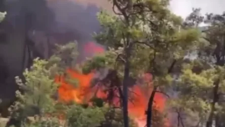 ՏԵՍԱՆՅՈՒԹ.  Բոդրումի անտառներում կենդանիները փախչում են մոլեգնող հրդեհից