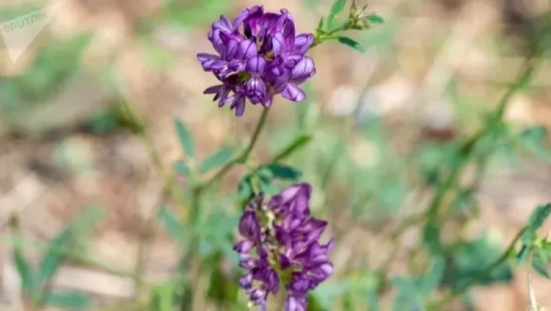 Գիտնականները հայտնաբերել են մի ծաղիկ, որը կօգնի բուժել COVID-19-ը