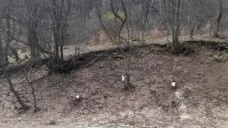 ՏԵՍԱՆՅՈՒԹ. 29-ամյա ձորագետցին 2 ամսում 257 ծառ է ապօրինի հատել «Դսեղի անտառպետություն»-ից