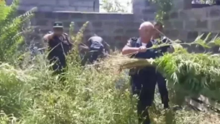 ՏԵՍԱՆՅՈՒԹ. Հայտնաբերվել և ոչնչացվել է 13576 կգ կանեփի և 6 կգ-ից ավելի կակաչի վայրի աճած զանգված