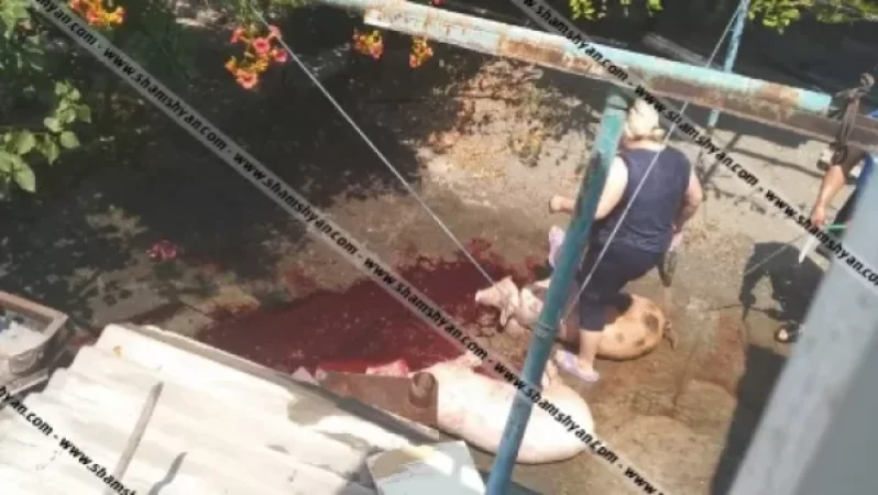 Թաղապետն ու ՍԱՏՄ ղեկավարը, կարծես թե՝ «ուղտի ականջում քնած են», իրենց քթի տակ տիրում է գարշահոտություն և խոզերի մորթ. shamshyan