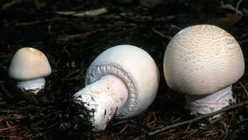 Զգուշացեք սննդում սունկ օգտագործելիս