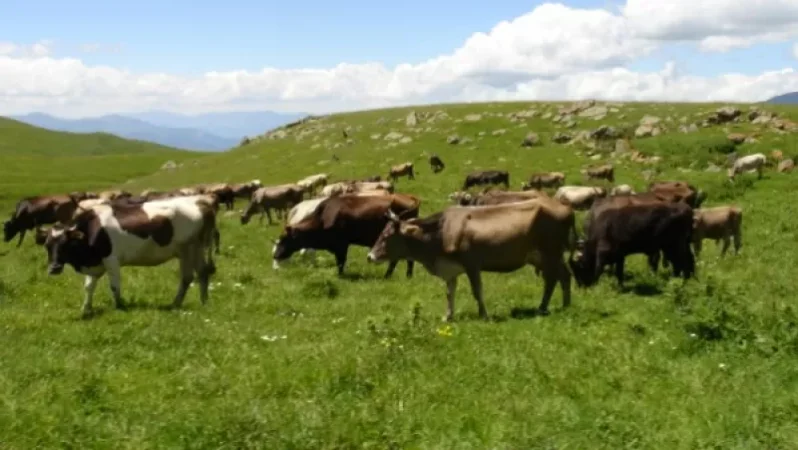 Նոր ծրագիր է մեկնարկել կենդանիների հիվանդությունների տարածումը կանխարգելելու համար