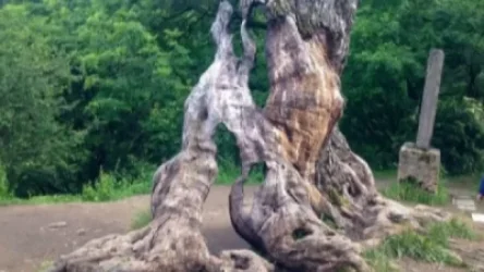 ՏԵՍԱՆՅՈՒԹ. Ինչպես է քաղաքացին կոտրում Հաղարծինի «Երազանքների ծառը»