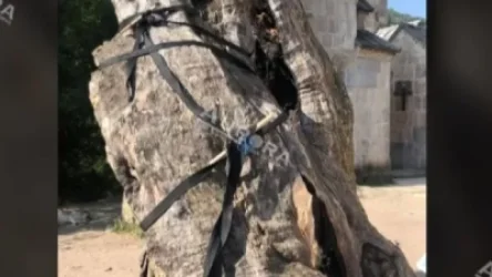 ՏԵՍԱՆՅՈՒԹ․ Ինչպես են ամրացրել հայտնի «Երազանքի ծառը»